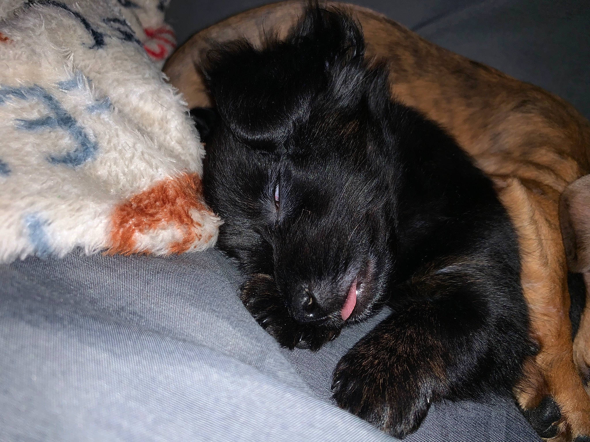 Majora is registered to the contest to win money with this photo: canidae, carnivore, comfort, companion_dog, dog, dog_breed, fawn, felidae, fur, grey, guard_dog, liver, nap, paw, snout, sporting_group, tail, terrestrial_animal, whiskers, working_animal