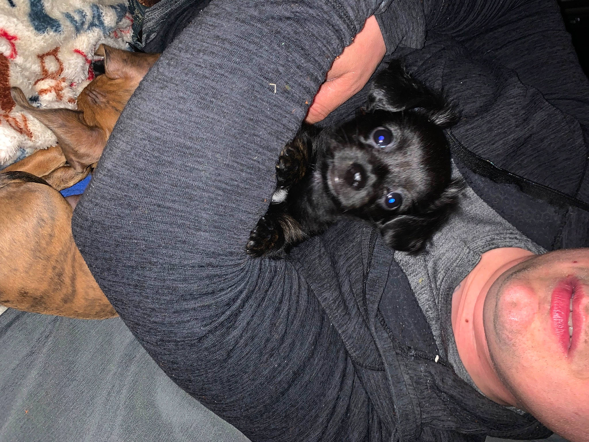 Majora joined the competition — help win amazing prizes! canidae, carnivore, comfort, companion_dog, couch, dog, dog_breed, ear, fur, gesture, grey, guard_dog, paw, sitting, snout, sporting_group, toy_dog