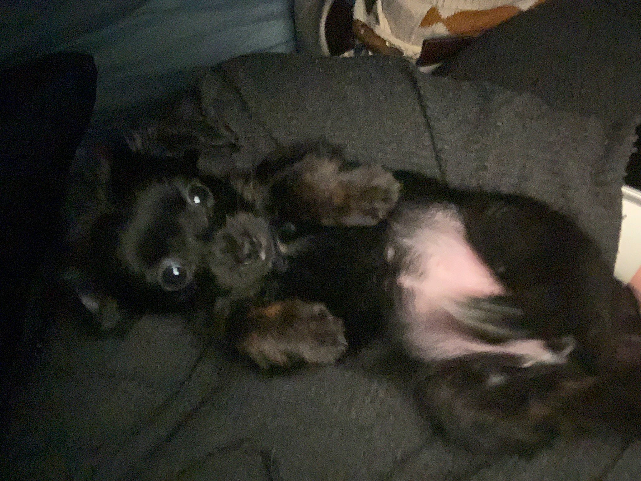 Majora is registered to the contest to win money with this photo: canidae, carnivore, claw, comfort, companion_dog, dog, dog_breed, fur, paw, small_to_medium_sized_cats, tail, terrestrial_animal, whiskers