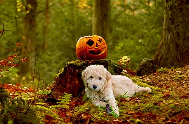 Jaxon is registered to the contest to win money with this photo: botany, calabaza, carnivore, companion_dog, deciduous, dog, dog_breed, fawn, forest, gourd, grass, natural_landscape, nature, people_in_nature, plant, pumpkin, tree, trunk, winter_squash, wood