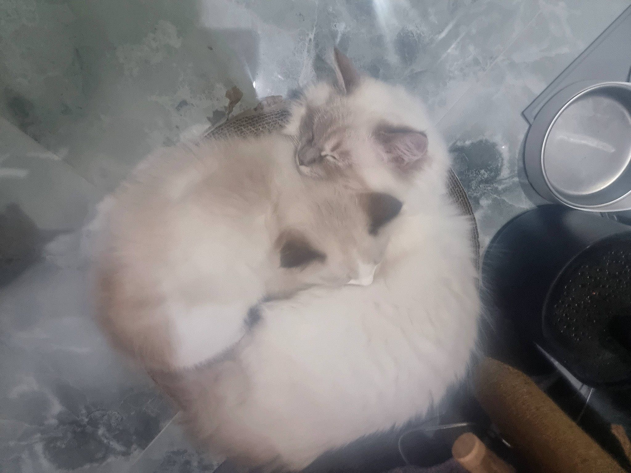 Bubbles joined the competition — help win amazing prizes! carnivore, cat, companion_dog, dog_breed, fang, felidae, fur, mechanical_fan, paw, ragdoll, small_to_medium_sized_cats, tail, terrestrial_animal, whiskers