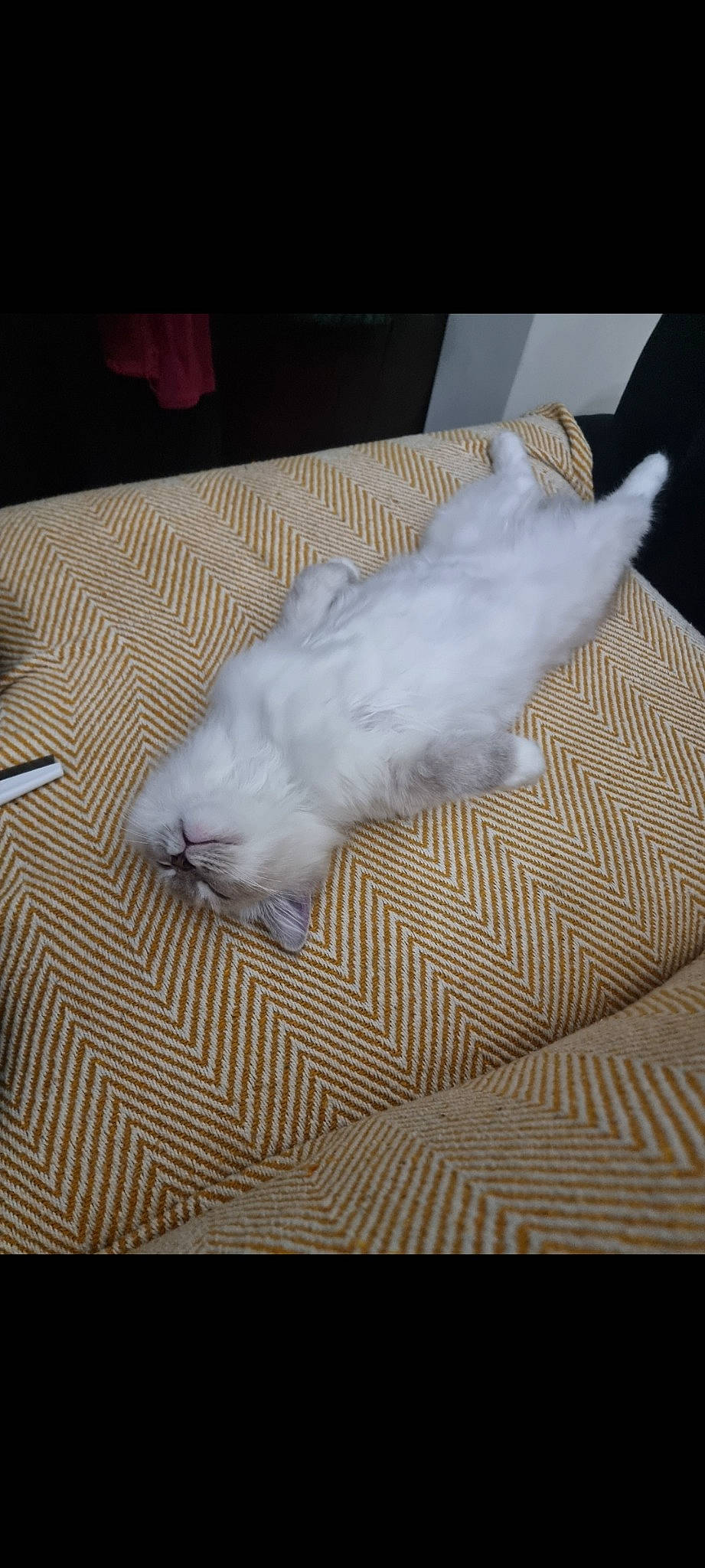 Prince is registered to the contest to win money with this photo: carnivore, cat, comfort, companion_dog, dog_breed, fawn, felidae, floor, flooring, foot, fur, grey, hardwood, linens, paw, room, small_to_medium_sized_cats, tail, whiskers, wood