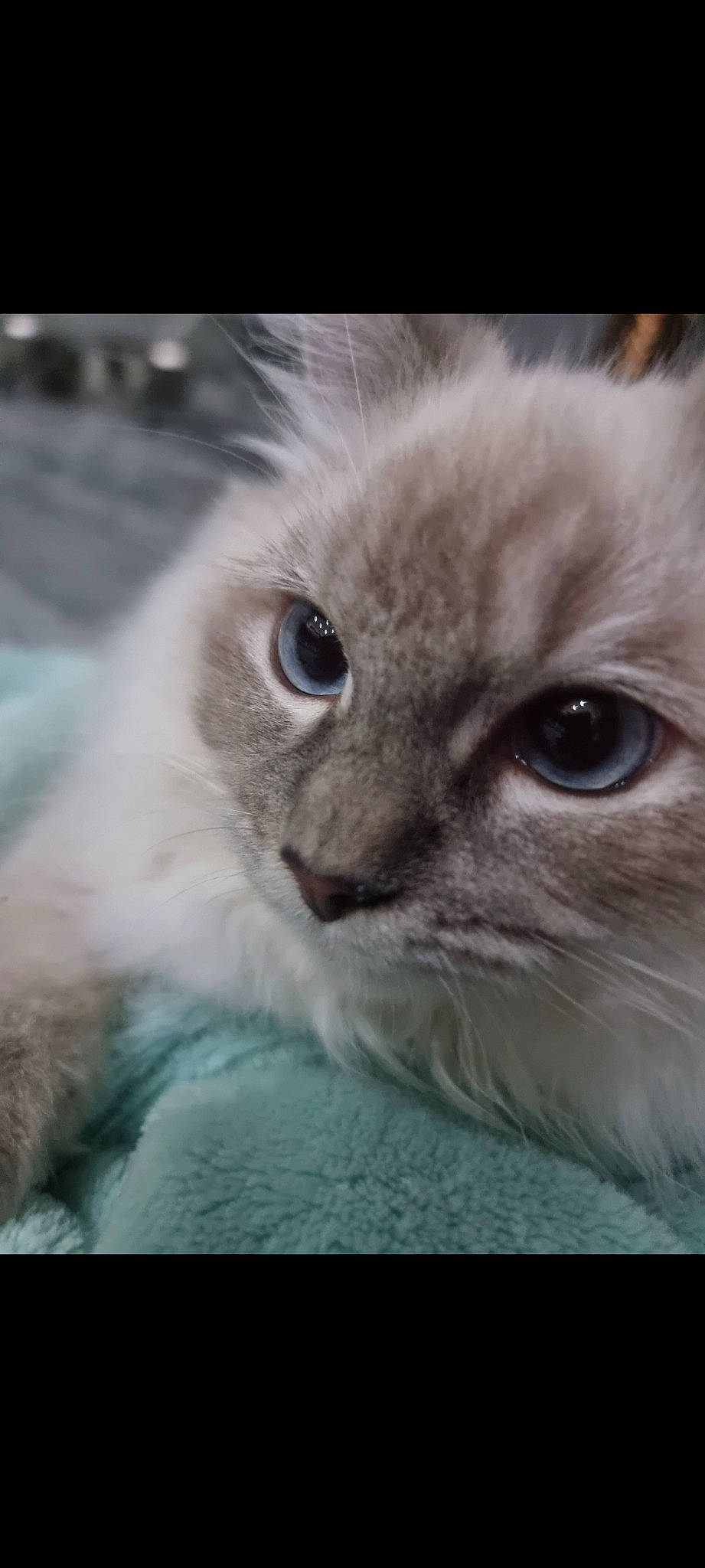 Prince joined the competition — help win amazing prizes! balinese, birman, british_longhair, carnivore, cat, fawn, felidae, fur, ragdoll, small_to_medium_sized_cats, terrestrial_animal, whiskers