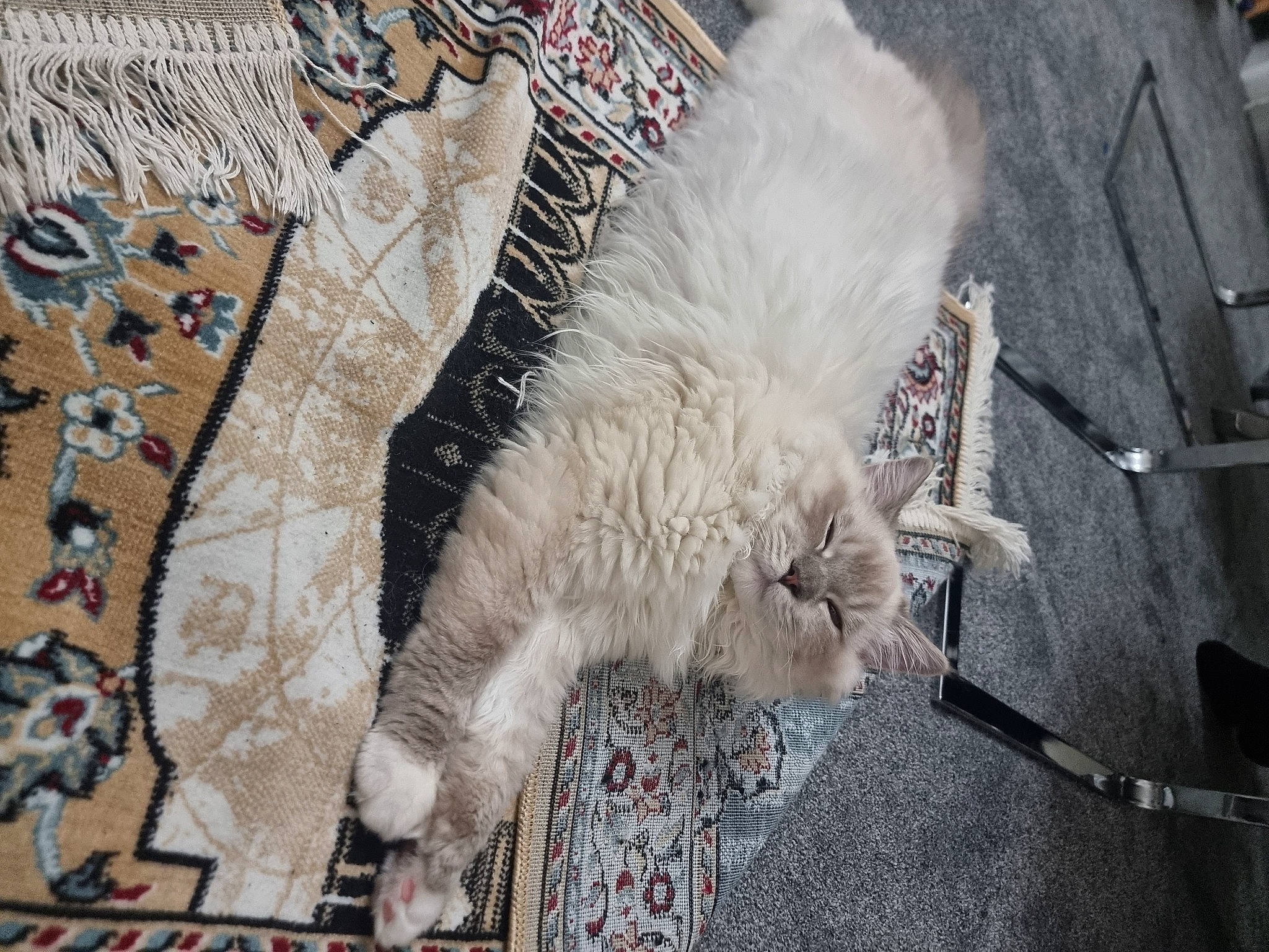 Prince is registered to the contest to win money with this photo: art, carnivore, carpet, cat, city, domestic_short_haired_cat, felidae, flooring, fur, grey, linens, pattern, road, road_surface, sidewalk, small_to_medium_sized_cats, street, tail, visual_arts, whiskers