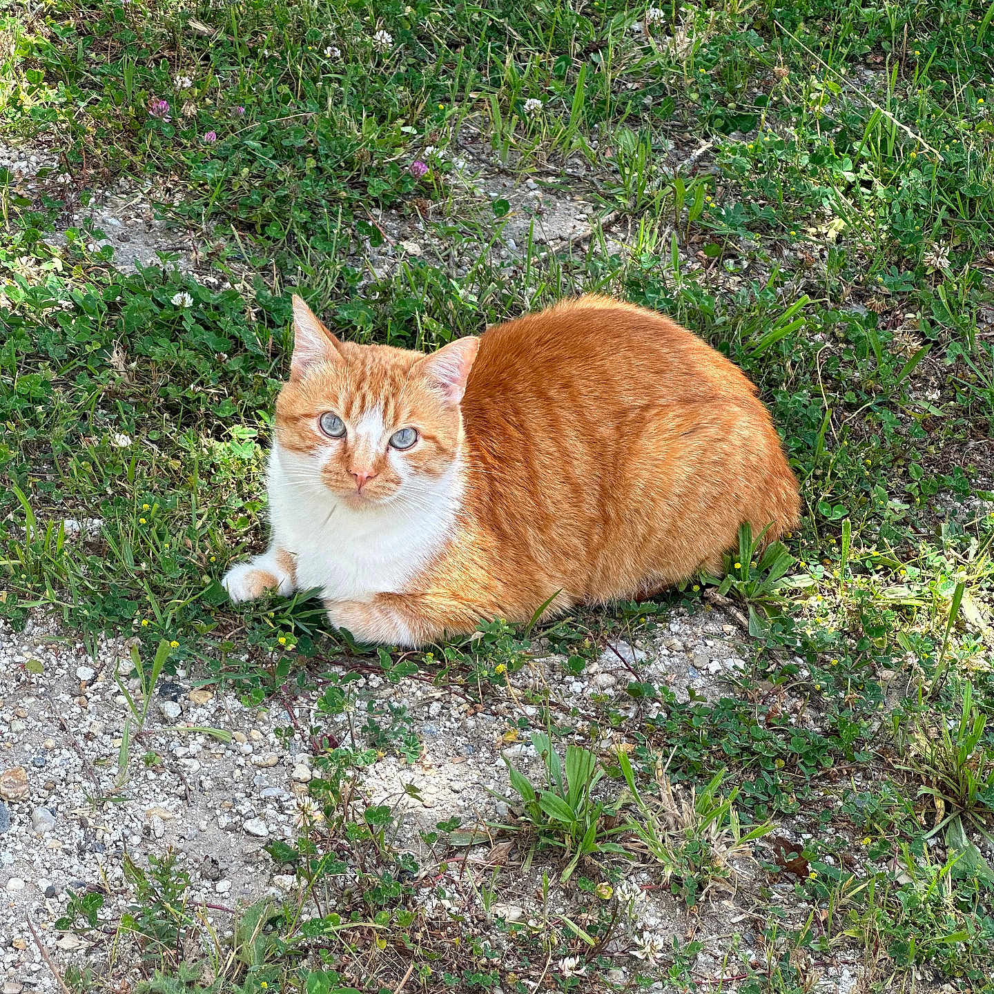 Rookie participe au concours pour gagner de l'argent avec cette photo : animal, cat, field, grass, grassland, green, herbal, herbs, lawn, manx, nature, outdoors, pet, plant, road, rock, soil, tree, vegetation, yard