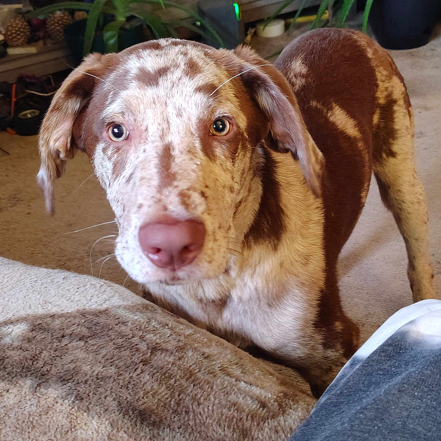 Moose joined the competition — help win amazing prizes! animal, brown, canine, carpet, closeup, curious, decor, dog, domestic_animal, ears, eyes, fur, furniture, indoor, living_room, nose, pet, plant, speckled, white