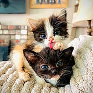 Raja And Kitty joined the competition — help win amazing prizes! kitten, cat, two_kittens, feline, blue_eyes, blanket, cozy, indoor, close_up, tongue_out, licking, fur, whiskers, playful, cuddling, soft_texture, home_interior, lamp, photo_frame, portrait