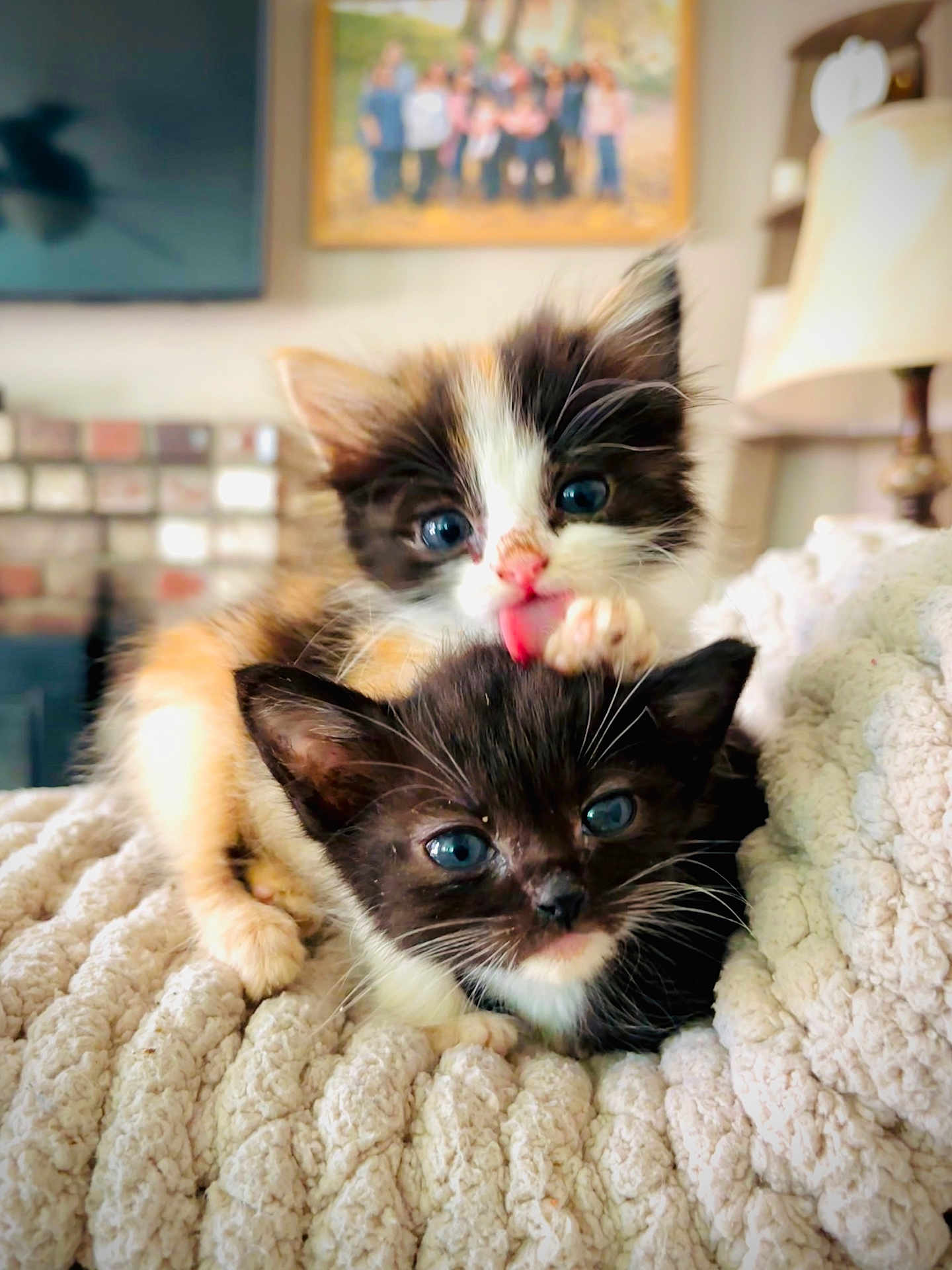 Raja And Kitty joined the competition — help win amazing prizes! kitten, cat, two_kittens, feline, blue_eyes, blanket, cozy, indoor, close_up, tongue_out, licking, fur, whiskers, playful, cuddling, soft_texture, home_interior, lamp, photo_frame, portrait