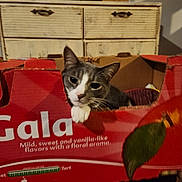 Stormi joined the competition — help win amazing prizes! cat, gray_cat, cardboard_box, red_box, indoor, pet, feline, curious, resting, home, furniture, cabinet, wooden, domestic, animal, whiskers, ears, face, paw, closeup