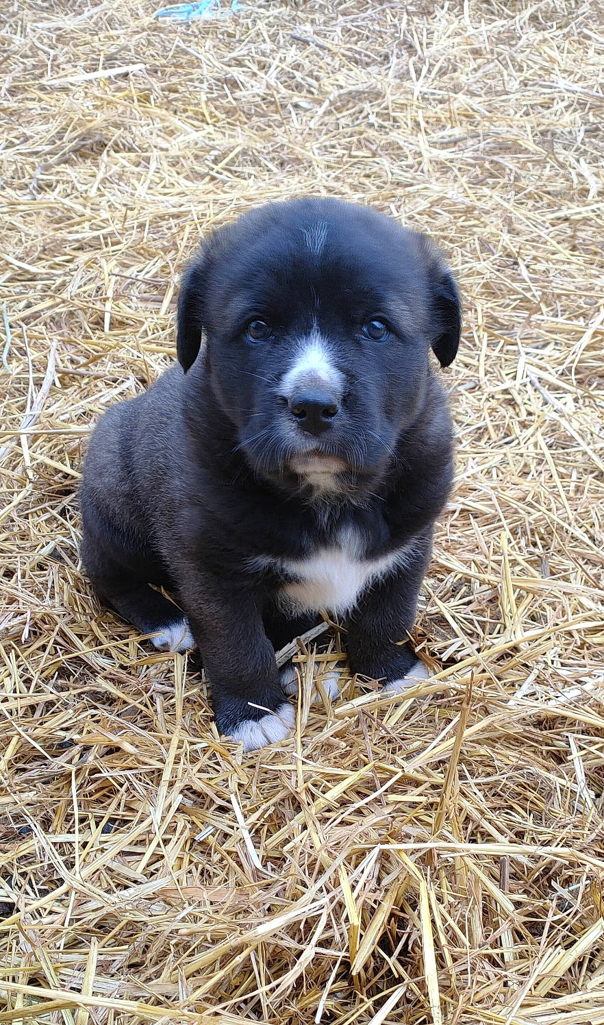 Scarface participe au concours pour gagner de l'argent avec cette photo : canidae, companion_dog, dog_breed, eye, fawn, fur, grass, grassland, hay, head, liver, livestock, plant, snout, soil, sporting_group, straw, terrestrial_animal, wildlife, working_animal