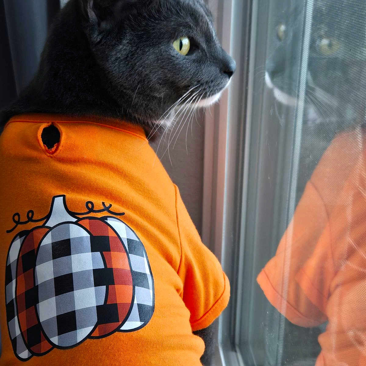 Tom joined the competition — help win amazing prizes! abyssinian, animal, blackcat, cat, clothing, cushion, face, head, homedecor, manx, person, pet, photography, portrait, skin, sleeve, t_shirt, tattoo, window, windowsill