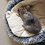 kitten, cat, pet_bed, sleeping, paws, furry, cozy, indoor, water_bowl, floor, resting, small, cute, animal, feline, soft, blanket, fluffy, home, young