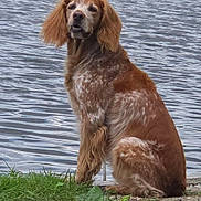 Looky participe au concours pour gagner de l'argent avec cette photo : dog, water, lake, grass, plants, outdoor, animal, pet, sitting, nature, calm, brown, white, fur, canine, side_view, daylight, peaceful, pond, landscape
