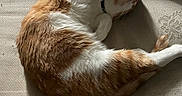 Carl is registered to the contest to win money with this photo: cat, orange_cat, white_cat, sleeping, curled_up, pet, indoor, feline, cozy, sunlight, shadow, fabric, bed, resting, whiskers, fur, collar, relaxing, animal, mammal