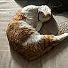 cat, orange_cat, white_cat, sleeping, curled_up, pet, indoor, feline, cozy, sunlight, shadow, fabric, bed, resting, whiskers, fur, collar, relaxing, animal, mammal
