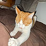 Carl is registered to the contest to win money with this photo: cat, orange_cat, white_cat, stretching, paw, bed, blanket, brown_blanket, indoor, furniture, dresser, curtains, sleepy, pet, animal, domestic_animal, feline, resting, cozy, household