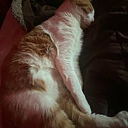 Carl joined the competition — help win amazing prizes! cat, sleeping, orange_and_white, fur, pet, animal, resting, indoor, cozy, dark_background, soft_texture, relaxed, whiskers, ears, paw, feline, cute, quiet, calm, bed