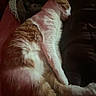 cat, sleeping, orange_and_white, fur, pet, animal, resting, indoor, cozy, dark_background, soft_texture, relaxed, whiskers, ears, paw, feline, cute, quiet, calm, bed