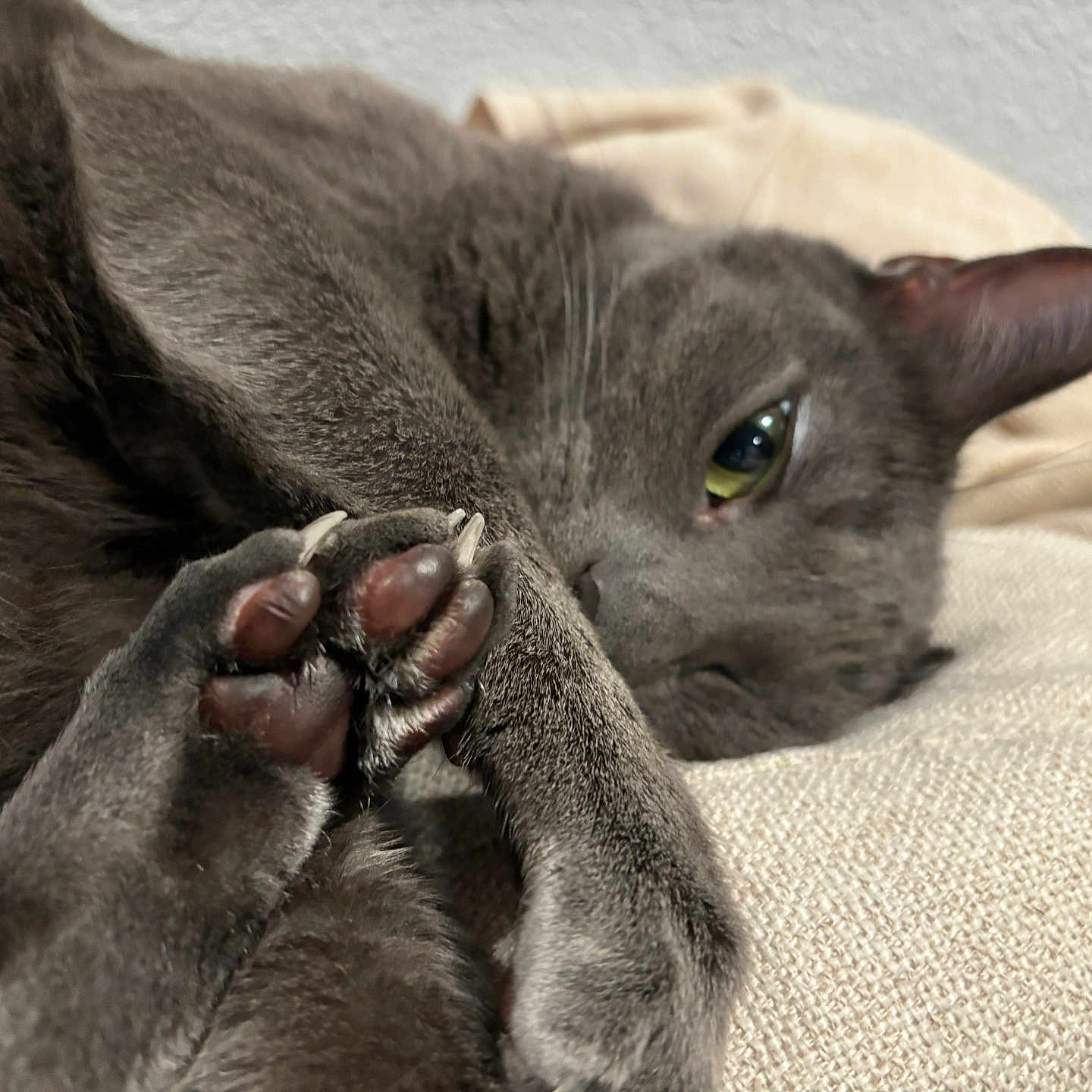 Dexter is registered to the contest to win money with this photo: abyssinian, animal, blanket, bodypart, cat, chair, claw, couch, electronics, finger, furniture, hand, hardware, hook, kitten, manx, mouth, person, pet, sleeping