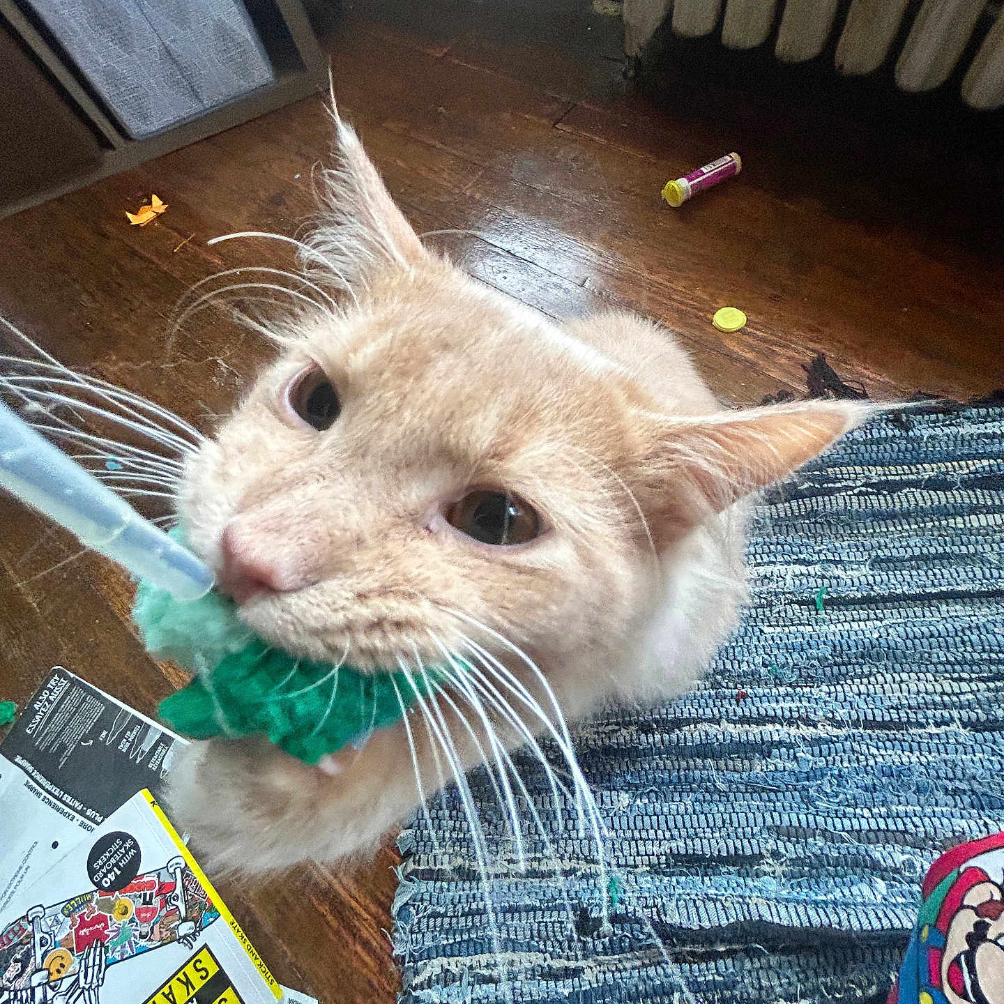 Peaches is registered to the contest to win money with this photo: abyssinian, animal, appliance, brush, cat, device, face, furniture, hardwood, head, homedecor, indoors, interiordesign, manx, person, pet, photography, portrait, tool, wood