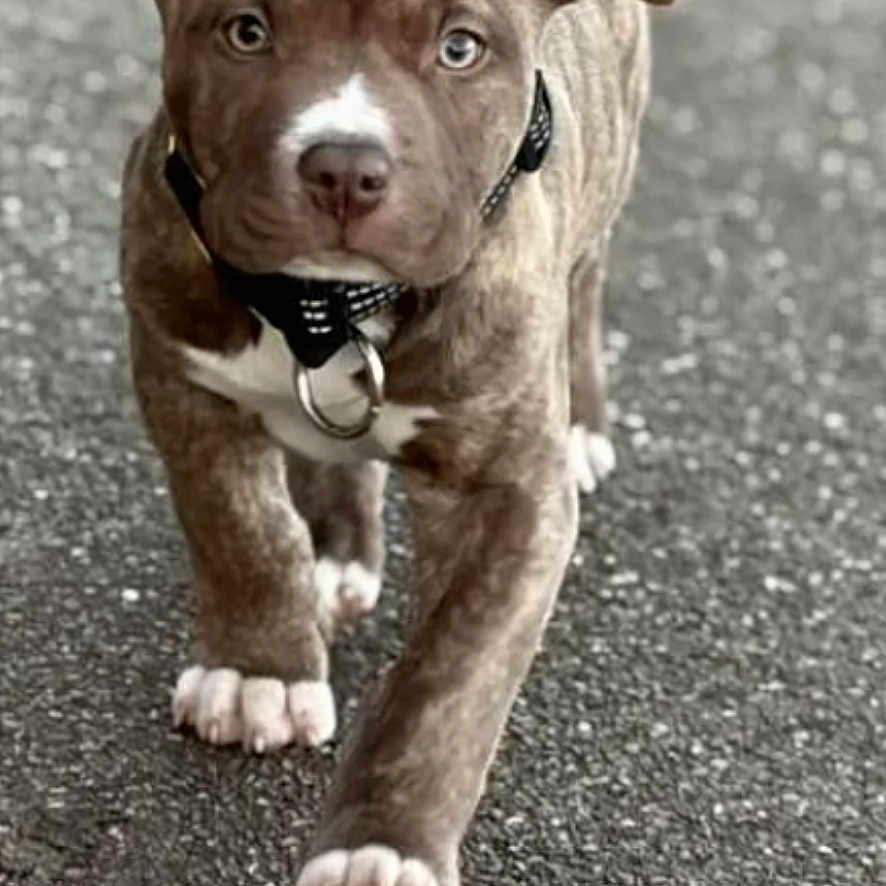 Baloo a rejoint le concours — aidez-le/la à gagner de superbes lots ! animal, asphalt, brown_fur, canine, closeup, collar, cute, dog, ears, fur, nose, outdoor, paw, pet, portrait, puppy, street, walking, white_paws, young