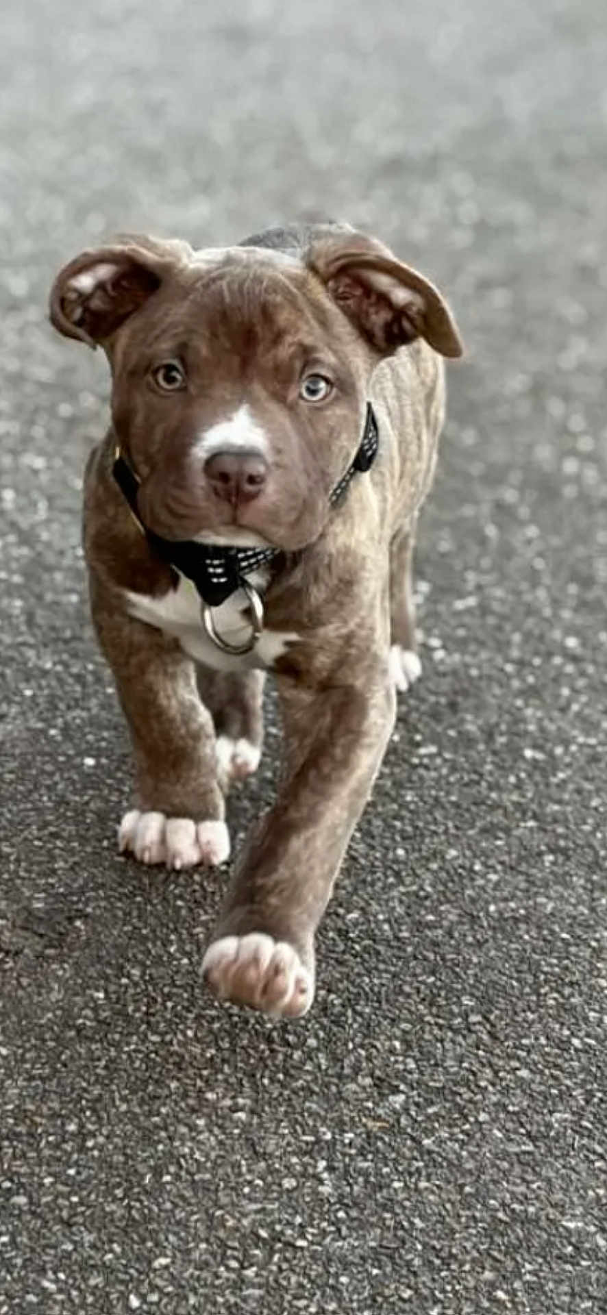 Baloo a rejoint le concours — aidez-le/la à gagner de superbes lots ! puppy, dog, walking, asphalt, outdoor, brown_fur, white_paws, collar, pet, young, cute, animal, canine, fur, ears, nose, paw, street, closeup, portrait
