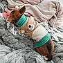Luna is registered to the contest to win money with this photo: dog, blanket, plush_toy, sweater, brown_dog, cozy, soft_texture, bed, sleeping, cute, pet, animal, indoor, warm, resting, furry, comfort, toy, fabric, relaxation