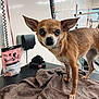 dog, chihuahua, small_dog, brown_towel, grooming_table, dog_treats, leash, indoor, pet_care, animal, ears, fur, eyes, snout, pet, cute, looking_at_camera, brown_fur, whiskers, standing