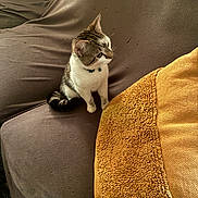 Jax is registered to the contest to win money with this photo: cat, feline, pet, collar, couch, blanket, brown, yellow, indoor, curious, sitting, fur, whiskers, ears, tail, texture, home, comfortable, cozy, light