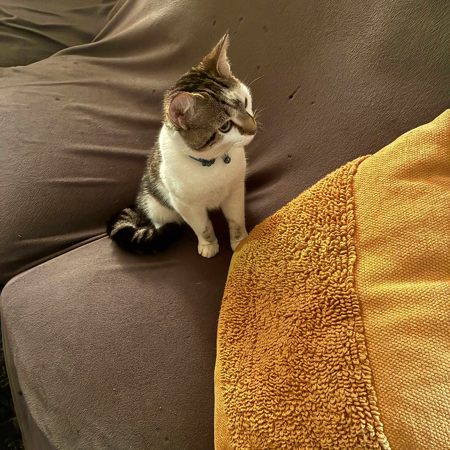 Jax