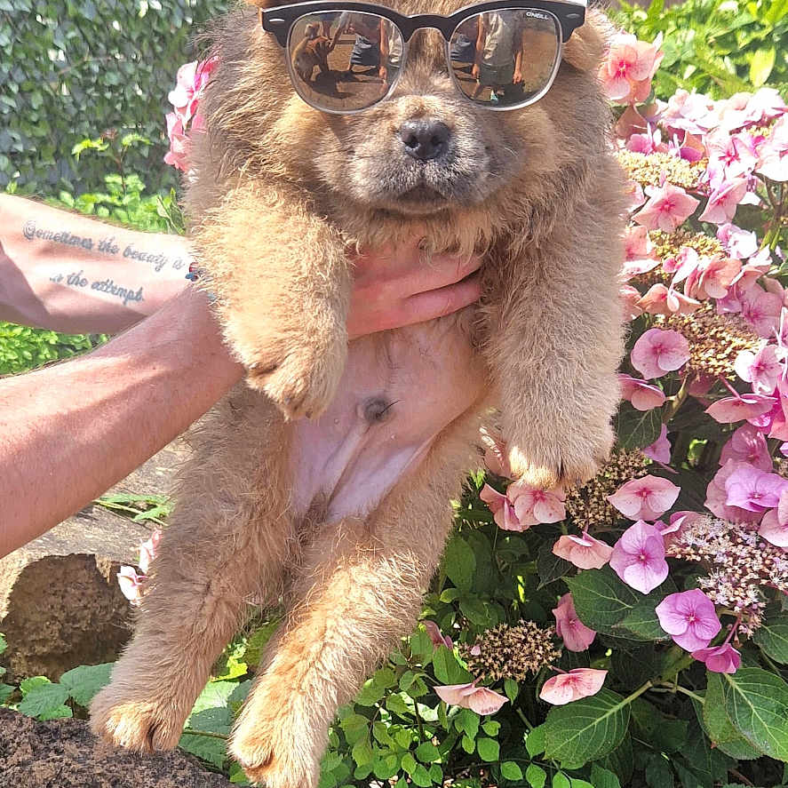 Rolo is registered to the contest to win money with this photo: accessories, animal, canine, dog, face, head, herbal, herbs, jar, person, pet, photography, plant, planter, portrait, pottedplant, pottery, puppy, sunglasses, vase