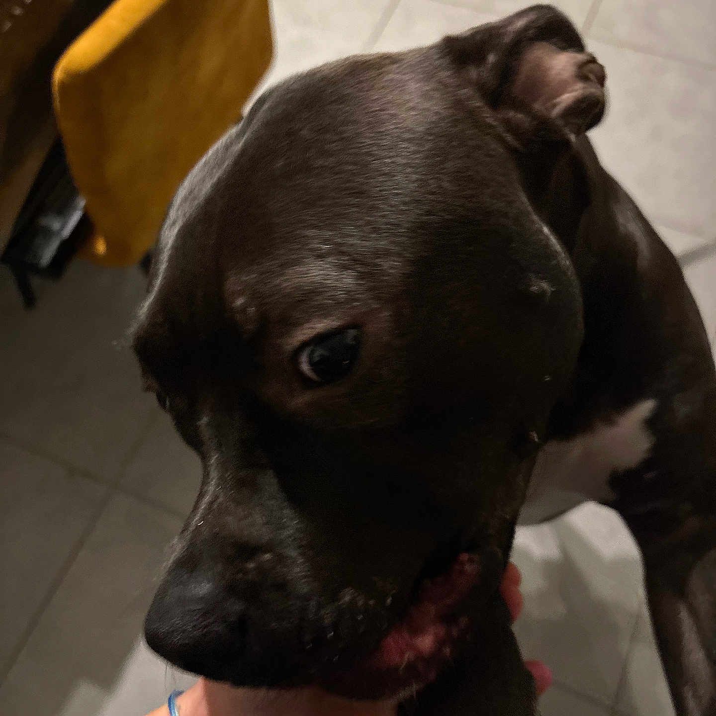 Nino a rejoint le concours — aidez-le/la à gagner de superbes lots ! animal, bite, black_dog, canine, closeup, companion, dog, domestic, friendly, fur, gentle, hand, indoor, indoor_lighting, interaction, person_hand, pet, tile_floor, white_paw, yellow_chair