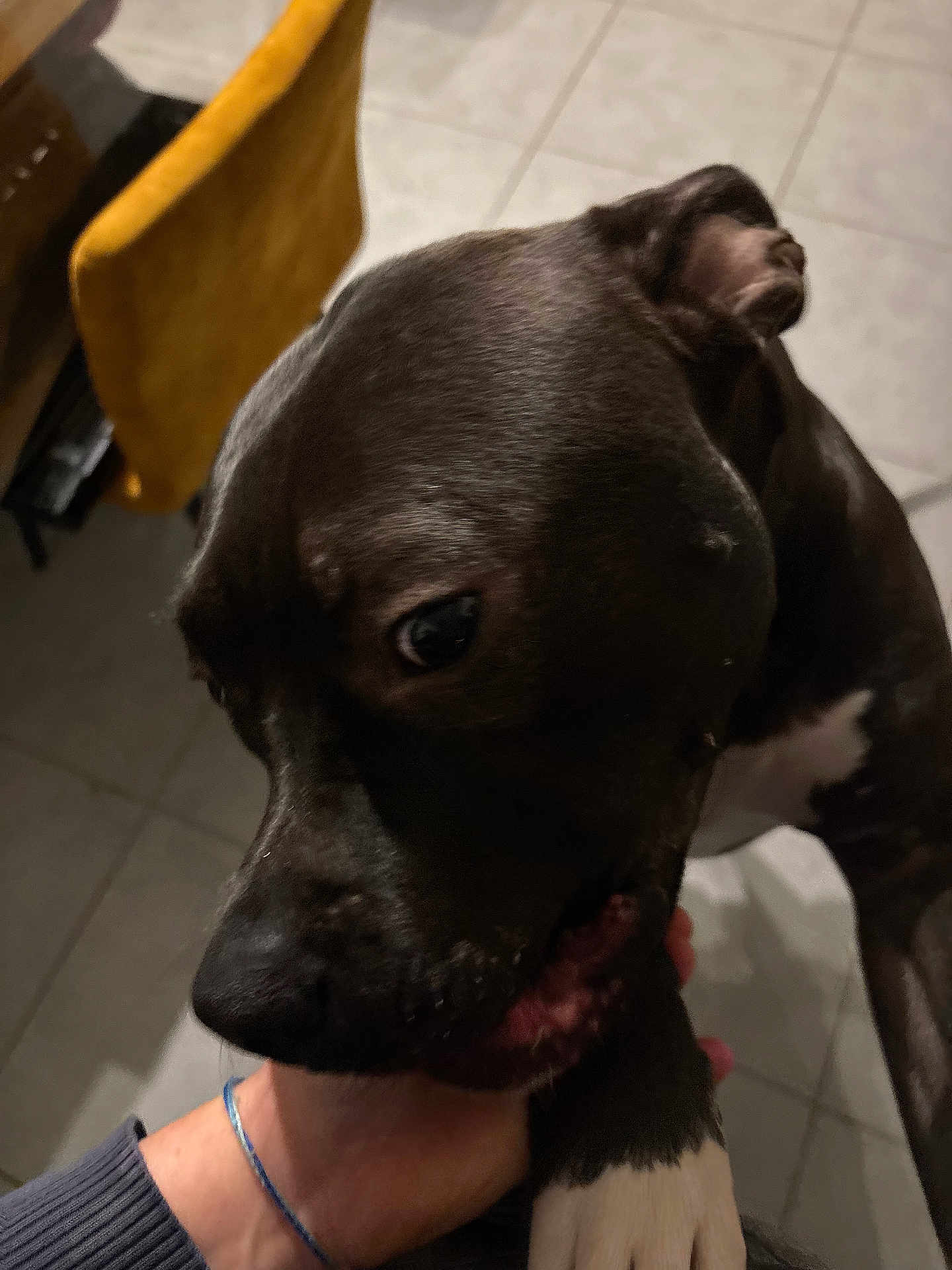 Nino a rejoint le concours — aidez-le/la à gagner de superbes lots ! dog, black_dog, white_paw, hand, indoor, tile_floor, yellow_chair, pet, animal, closeup, interaction, bite, gentle, domestic, companion, fur, canine, indoor_lighting, person_hand, friendly