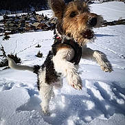 Simba participe au concours pour gagner de l'argent avec cette photo : dog, puppy, snow, winter, mountains, alpine, village, outdoor, jumping, running, playful, energetic, scruffy_fur, wirehaired, brown_and_white, harness, open_mouth, wagging_tail, snowy_landscape, action_photo