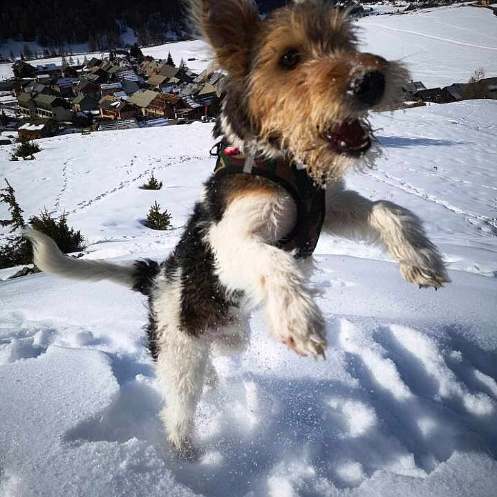 Simba participe au concours pour gagner de l'argent avec cette photo : dog, puppy, snow, winter, mountains, alpine, village, outdoor, jumping, running, playful, energetic, scruffy_fur, wirehaired, brown_and_white, harness, open_mouth, wagging_tail, snowy_landscape, action_photo