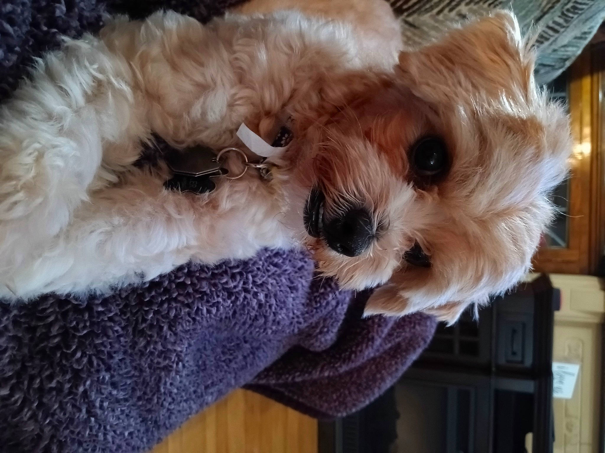 Chloe is registered to the contest to win money with this photo: canidae, cap, carnivore, companion_dog, dog, dog_breed, dog_clothes, fawn, felidae, fur, plush, puppy_love, small_terrier, snout, sporting_group, stuffed_toy, terrier, toy, toy_dog, working_animal