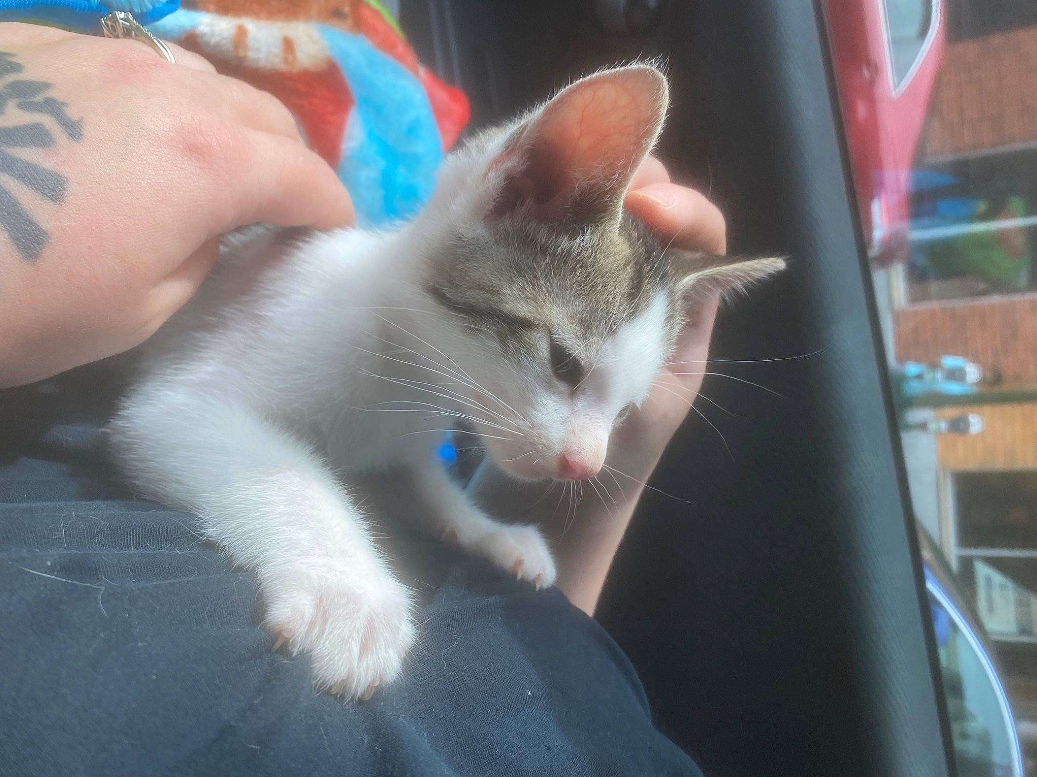 Spyro joined the competition — help win amazing prizes! carnivore, cat, claw, domestic_short_haired_cat, fawn, felidae, foot, fur, nail, paw, small_to_medium_sized_cats, snout, tail, temporary_tattoo, whiskers, windshield