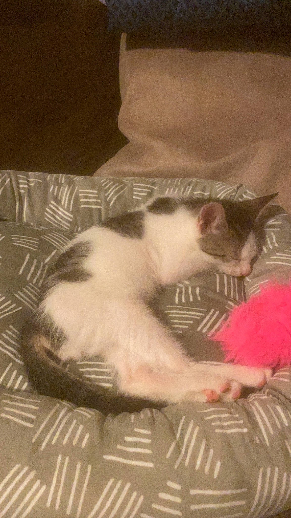 Spyro is registered to the contest to win money with this photo: box, cardboard, carnivore, cat, comfort, domestic_short_haired_cat, felidae, foot, fur, nap, paper_product, paw, photo_caption, small_to_medium_sized_cats, snout, tail, whiskers