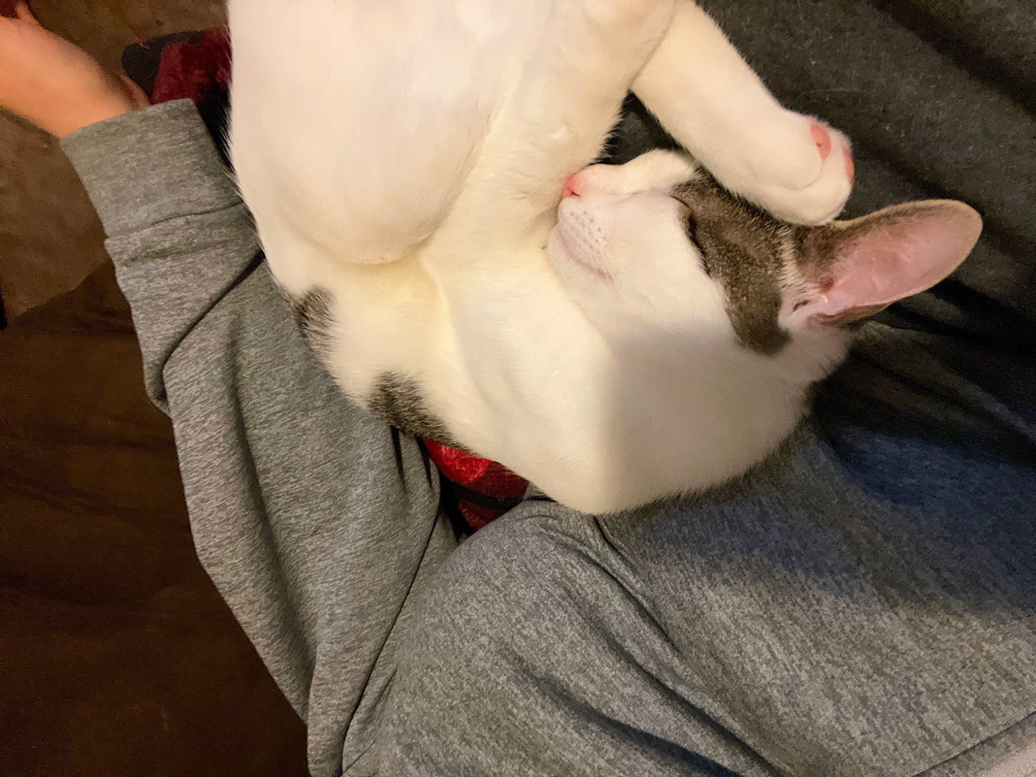 Spyro is registered to the contest to win money with this photo: bull_terrier, canidae, carnivore, cat, comfort, companion_dog, dog_breed, ear, fawn, felidae, finger, gesture, hand, mammal, nail, paw, small_to_medium_sized_cats, snout, tail, whiskers