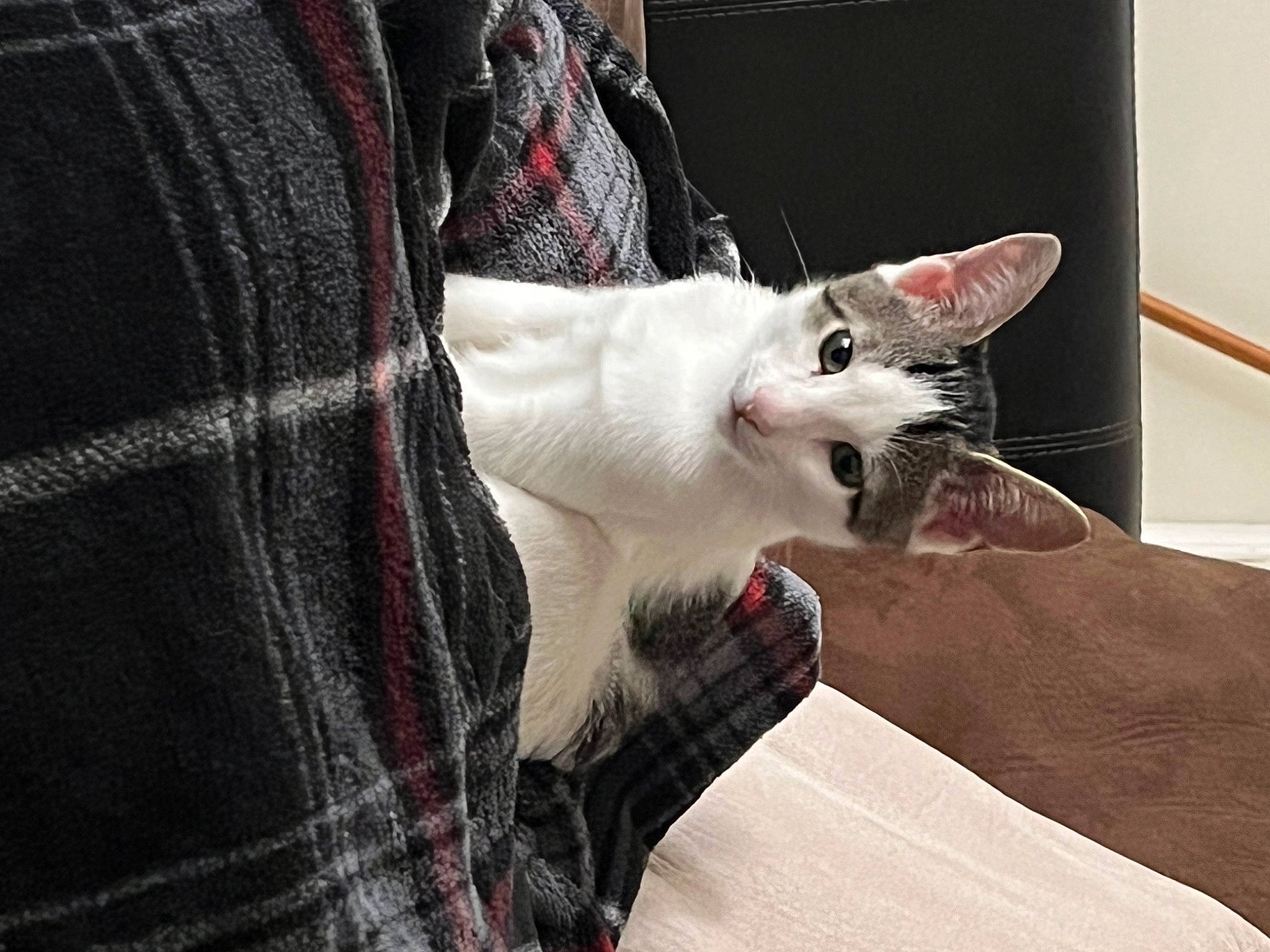 Spyro joined the competition — help win amazing prizes! carnivore, cat, claw, comfort, couch, domestic_short_haired_cat, fang, felidae, fur, grey, linens, musical_instrument, pattern, paw, plaid, small_to_medium_sized_cats, snout, tail, tartan, whiskers