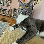Sammy joined the competition — help win amazing prizes! cat, gray_cat, white_chest, golden_eyes, whiskers, tongue, lying_down, lounging, sofa, cushion, living_room, rug, wooden_floor, shelves, furniture, indoor, portrait, pet, close_up, alert
