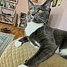 cat, gray_cat, white_chest, golden_eyes, whiskers, tongue, lying_down, lounging, sofa, cushion, living_room, rug, wooden_floor, shelves, furniture, indoor, portrait, pet, close_up, alert