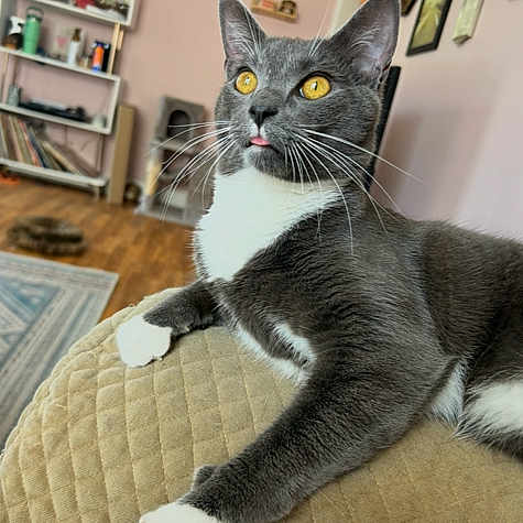 Sammy