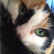 Naala joined the competition — help win amazing prizes! cat, calico, close_up, green_eyes, fur, whiskers, pet, animal, face, cute, indoor, feline, looking, portrait, soft, fur_pattern, close, eye_contact, mammal, domestic