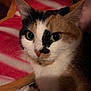 Naala is registered to the contest to win money with this photo: cat, calico_cat, pet, animal, feline, close_up, indoor, blanket, striped_blanket, fur, whiskers, eyes, ears, resting, cozy, cute, domestic_animal, mammal, face, portrait