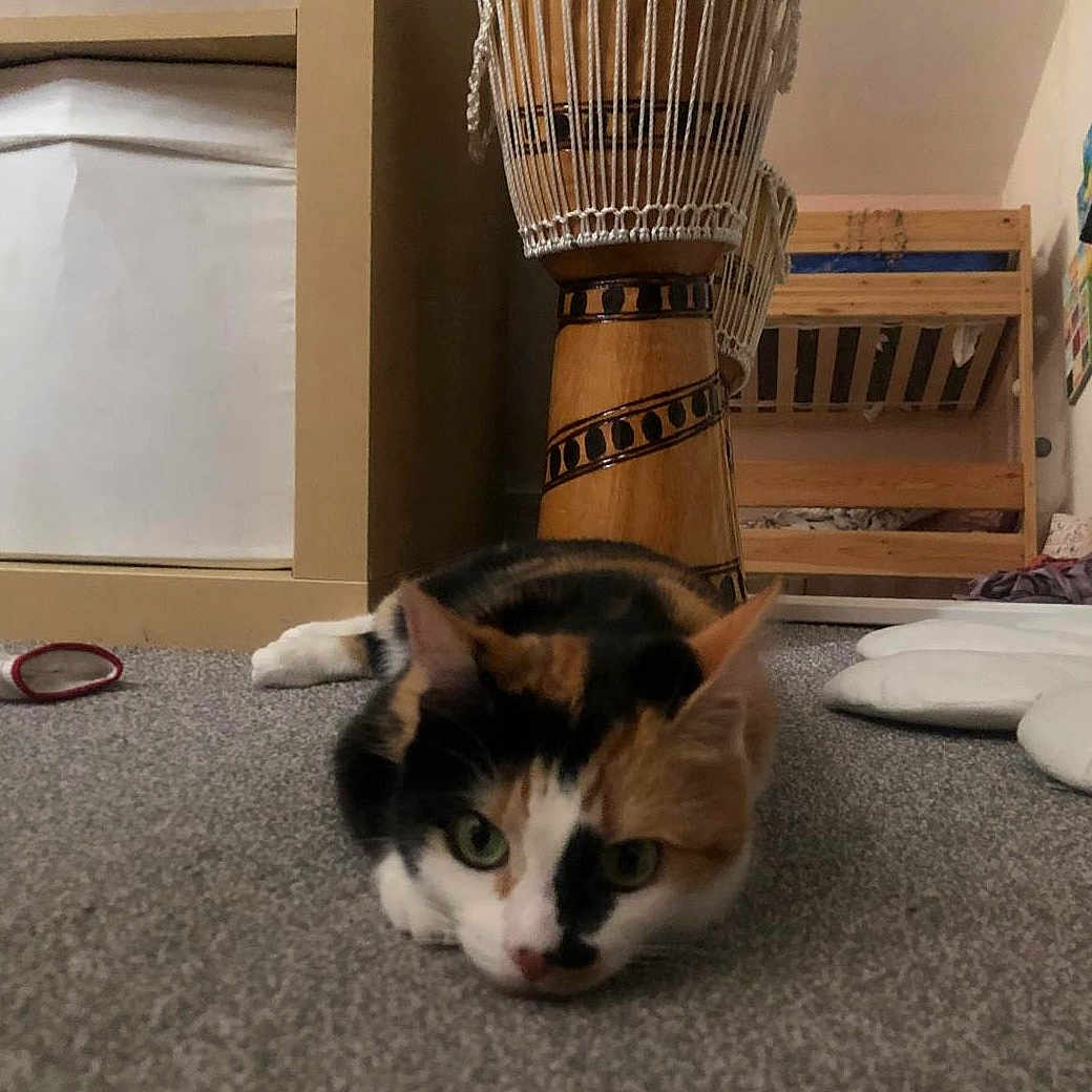 Naala joined the competition — help win amazing prizes! animal, bunk_bed, calico_cat, carpet, cat, cozy, curious, domestic_cat, ears, eyes, floor, furniture, home, indoor, pet, resting, room, tail, whiskers, wooden_drum