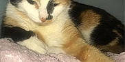 Naala is registered to the contest to win money with this photo: cat, calico, feline, pet, animal, resting, blanket, pink, soft, fur, whiskers, indoor, cozy, corner, relaxed, stretching, paw, sleepy, cute, domestic