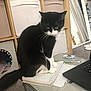 cat, black_and_white, notebook, table, laptop, earphones, pen, shelf, storage_bins, carpet, indoor, furniture, pet, whiskers, tail, domestic_animal, curtains, reflection, cozy, home_office
