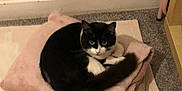 Kiaara joined the competition — help win amazing prizes! cat, black_and_white, blanket, cushion, carpet, indoor, pet, resting, cozy, fur, animal, cute, domestic, feline, sleeping, relaxing, home, floor, pink, round