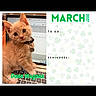 Dune Magana joined the competition — help win amazing prizes! kitten, cat, laptop, keyboard, collar, calendar, march, 2027, to_do, reminders, shamrocks, orange_cat, pet, cute, indoor, computer, technology, calendar_page, small_animal, curious